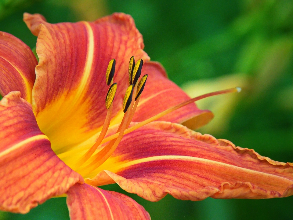 Flower plant petal terrestrial