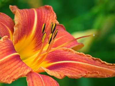 花 植物 花弁 陸上植物
 写真