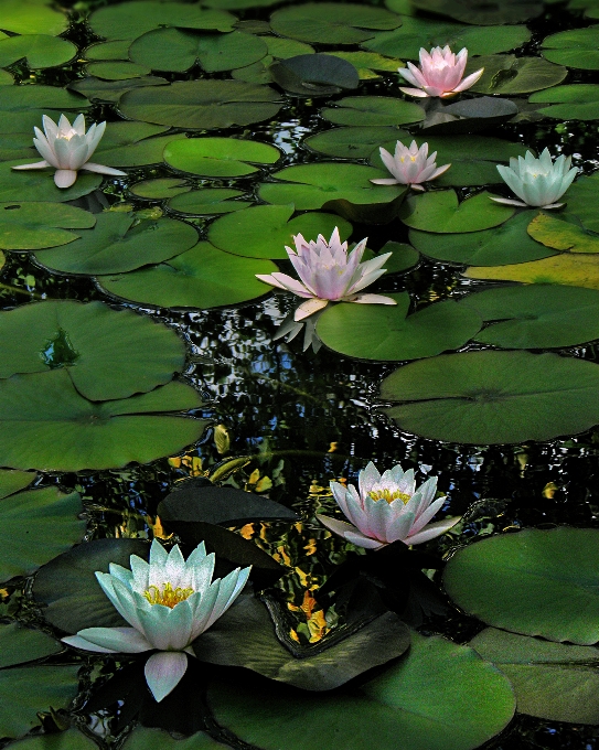 植物 花 水 绿色的