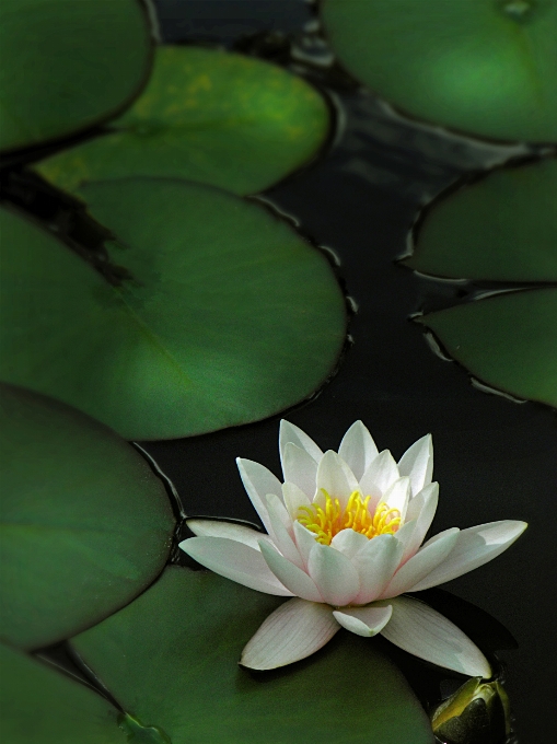 Seerose
 see wasser blüte