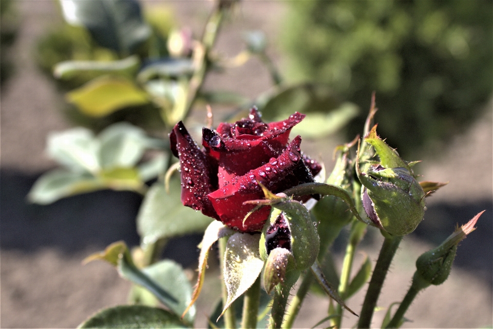 Rosa flor planta pétalo