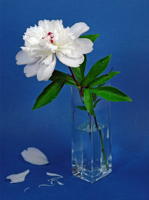 Flower plant vase drinkware