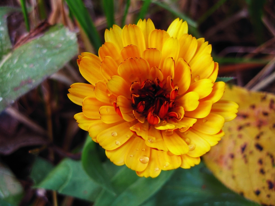 Images flower plant leaf