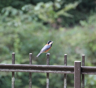 Bird beak fence wood Photo