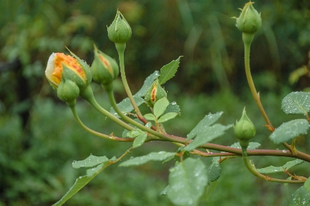 Images plant flower branch Photo