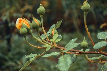 Images flower plant leaf Photo