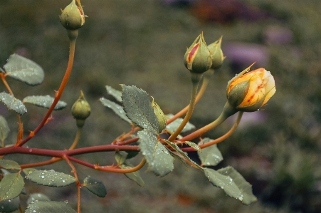 Images flower plant botany Photo