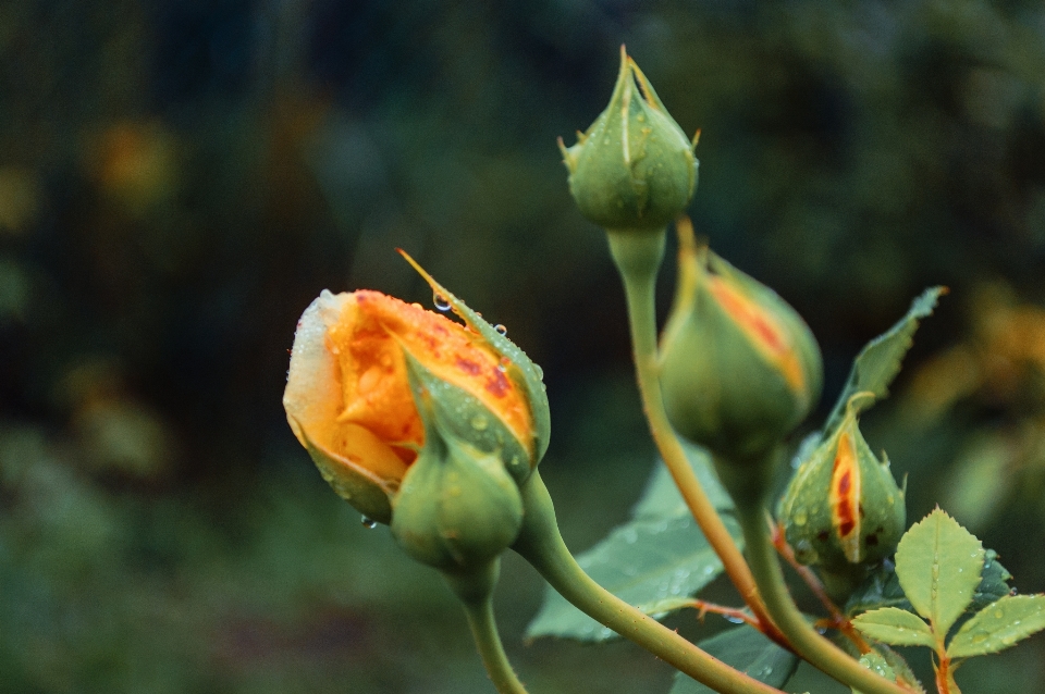 Images flower plant petal