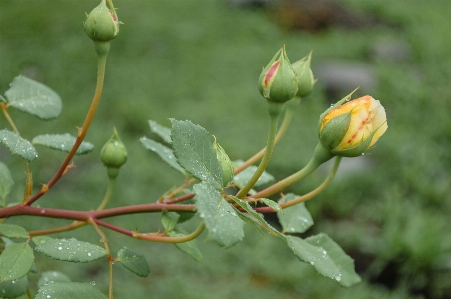 Images plant flower leaf Photo