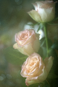 Romance roses three pink Photo