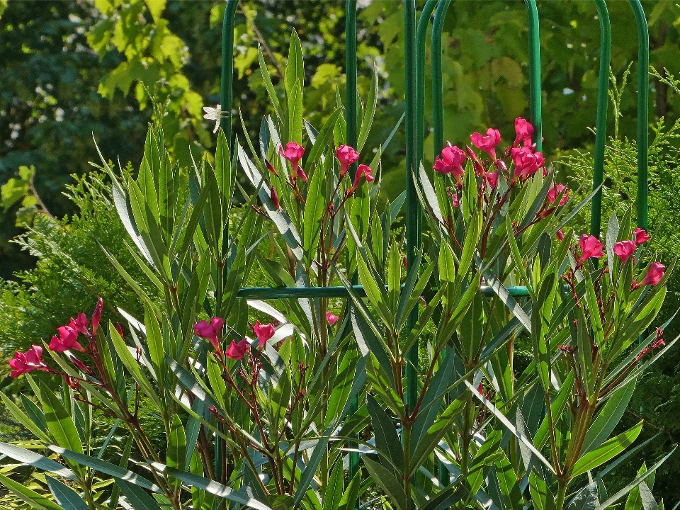 Oleander
 blüten
 anlage blume