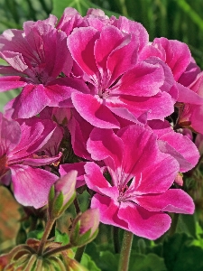 Geranium plant blossoms flower Photo