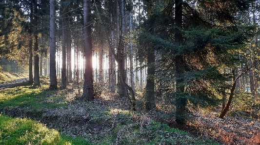 Natural plant ecoregion wood Photo