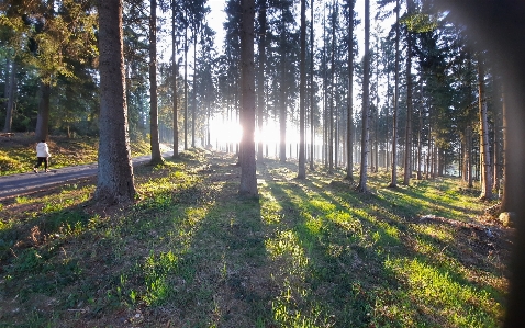 Natural plant atmosphere sky Photo