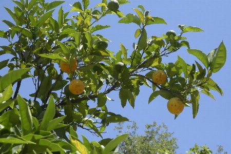 Natural sky plant tree Photo