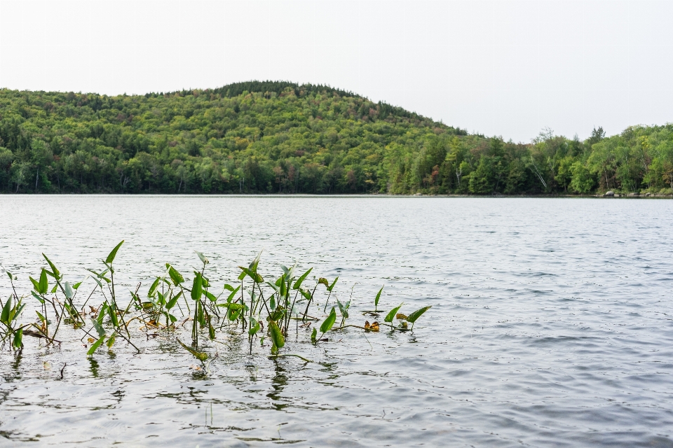 Water sky plant nature