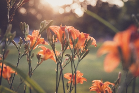 Flower plant petal vegetation Photo