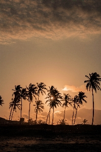 Foto árvore nuvem céu atmosfera