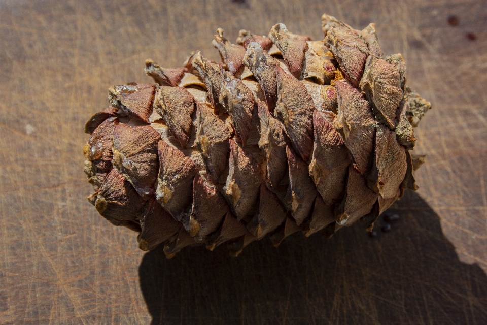 Cono de pino
 nueces plantas salvajes
 cedro
