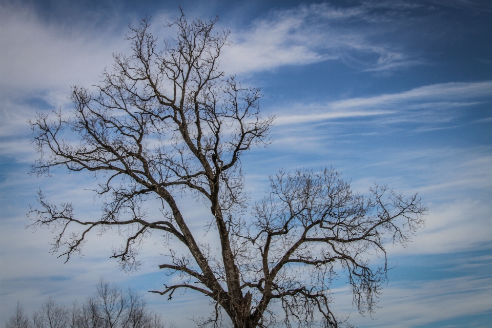 Alberi nube cielo atmosfera