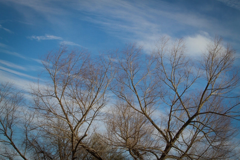 木 クラウド 空 植物