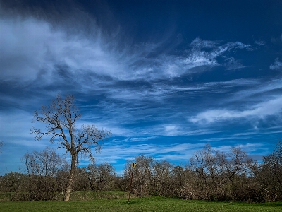 Trees cloud sky plant Photo