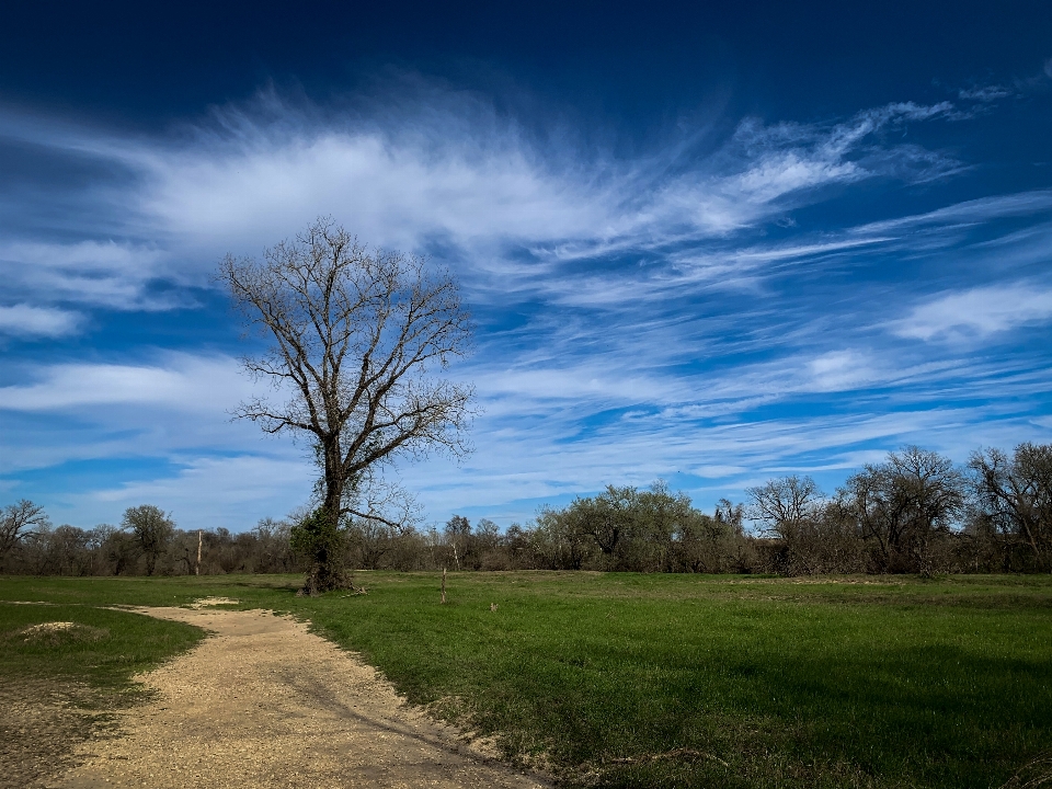 Trees cloud sky plant