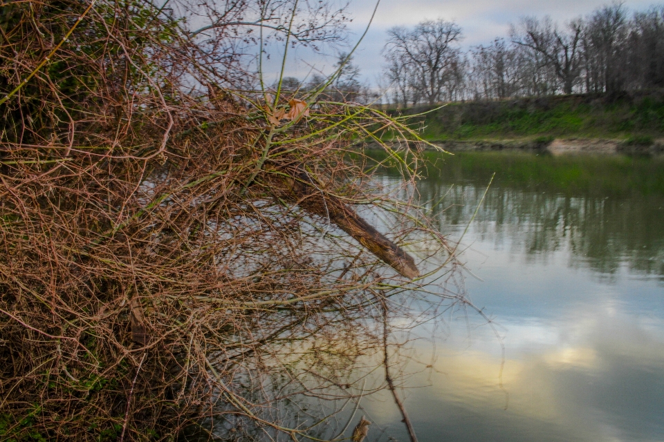 River water sky plant community