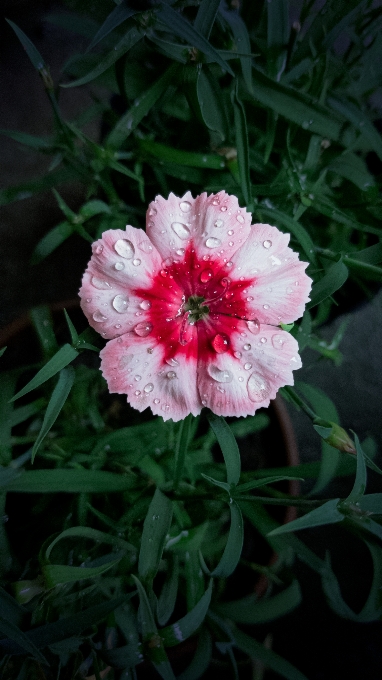 Flor chuva rosa água