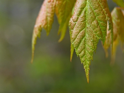 Twig natural landscape terrestrial plant grass Photo