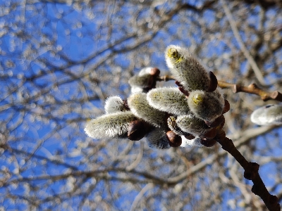 Weidenziege
 ziegenweide
 baum blumen Foto