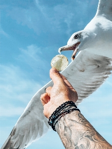 Foto Alami burung tangan air