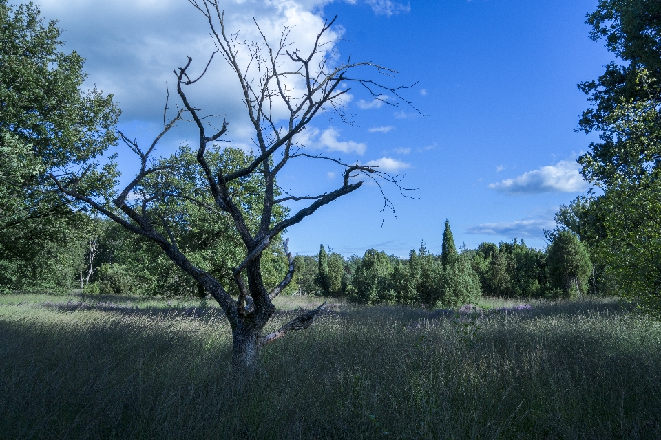 Estate nube cielo pianta