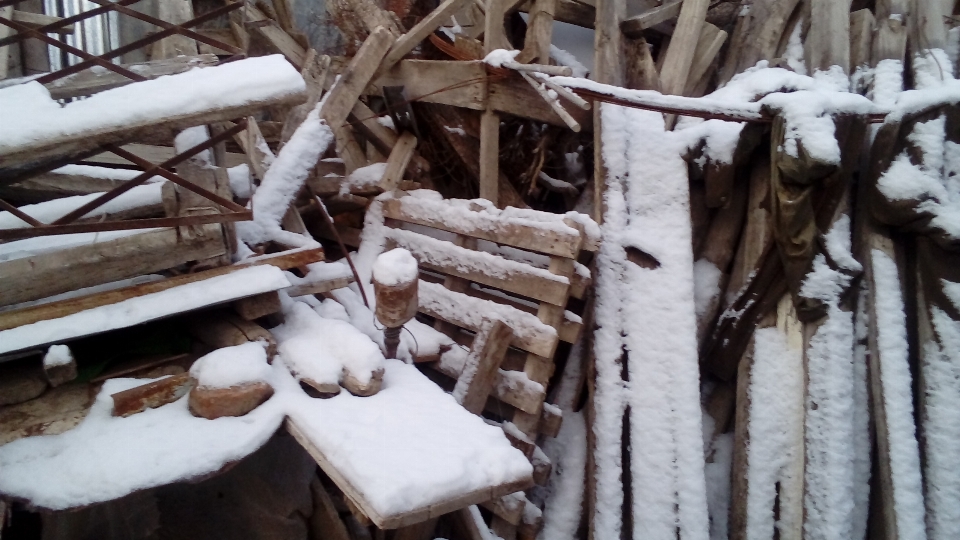 Snow nature wood branch