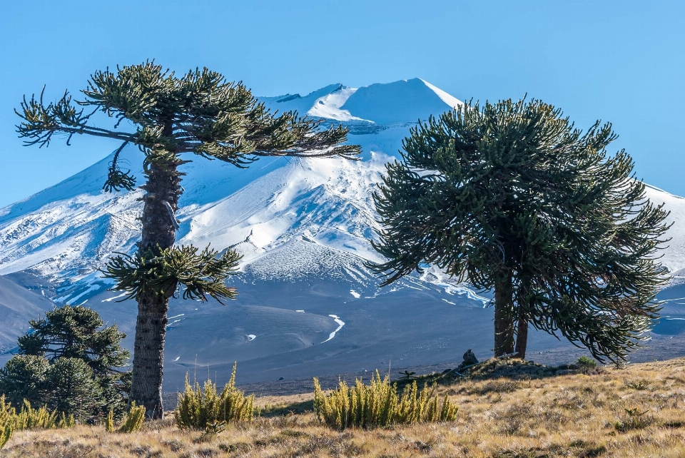 Araucaria environment flora topography