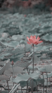 Natural flower plant lotus Photo