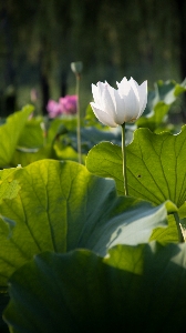 Foto Naturale fiore pianta loto