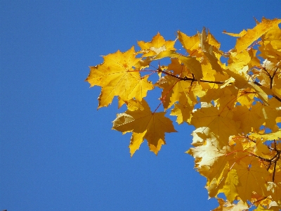 Foto Natural plantar céu filial