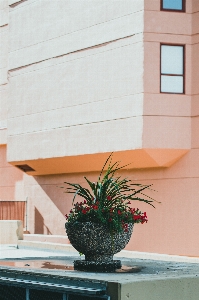 Natural plant property building Photo