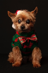 Foto Gatto cane di razza
 vestiti per cani
