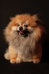 Cat dog breed carnivore Photo