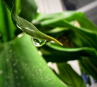 水 葉 落とす 植物 写真