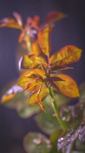 Natural plant petal terrestrial Photo