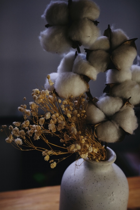 Natural flower white plant