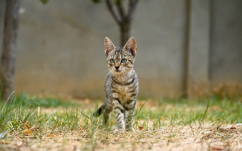 Foto Naturale gatto carnivoro felidi
