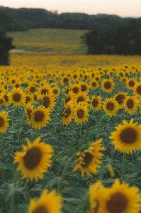 Natürlich blume himmel anlage Foto