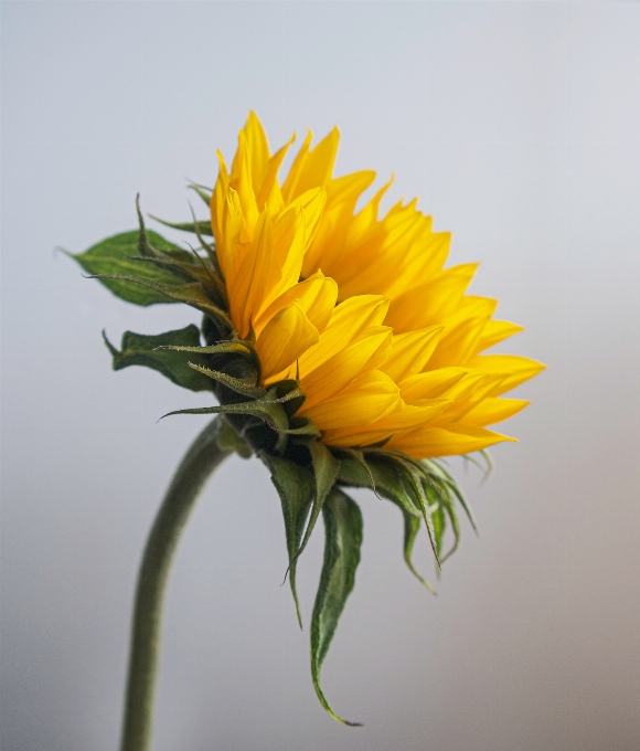 Natürlich blume anlage blütenblatt