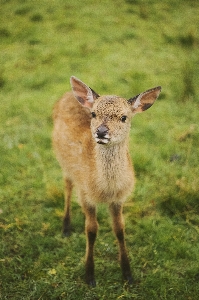 Natural plant deer fawn Photo