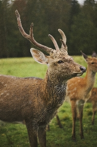 Natural plant vertebrate mammal Photo