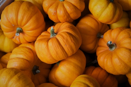 Agriculture autumn decoration garden Photo